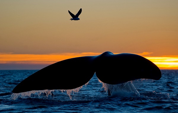 balene