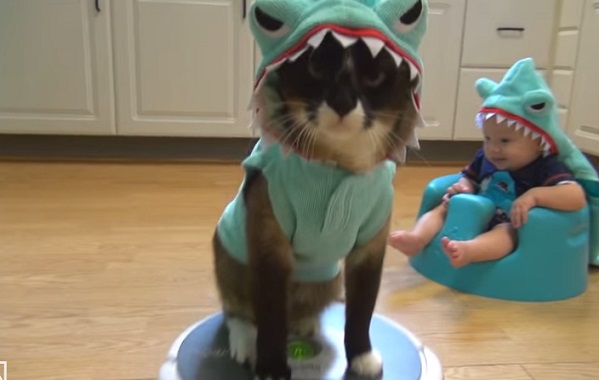 catattack