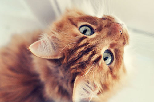 curiosità gatti