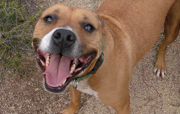 pitbull
