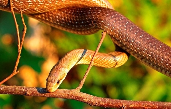 uccelli-serpenti