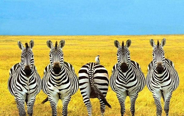 zebre1