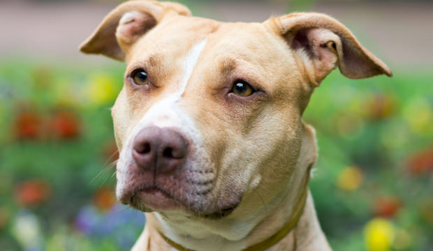 AmericanPitBullTerrier