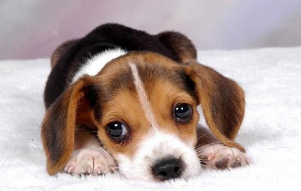 cani