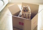 gatti in scatola