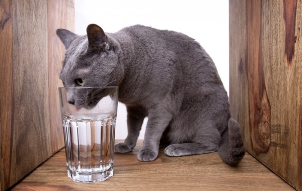 gatto