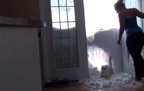 gatto-neve