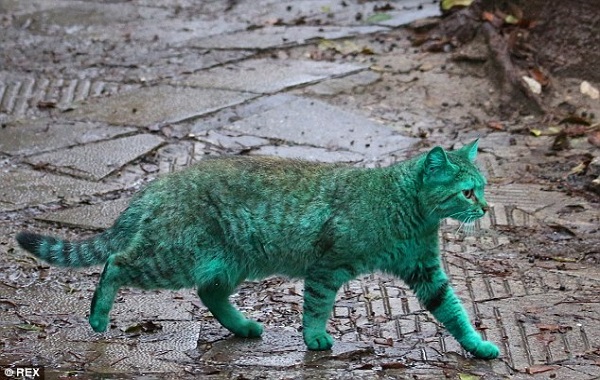 gattoverde