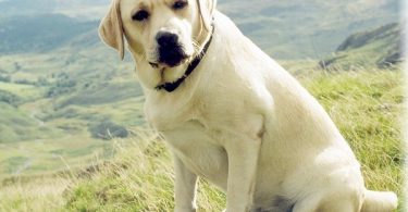 labrador