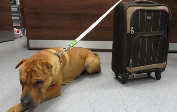 sharpei