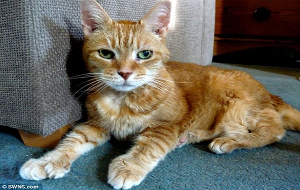 tabby-natasha