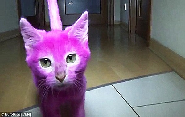 gatto rosa