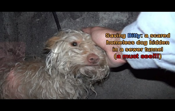salvataggio-cane-1