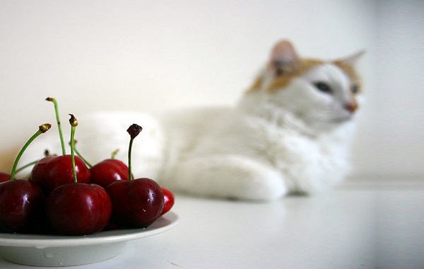gatto-vegetariano