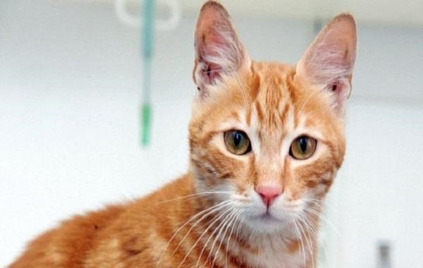 gatto39