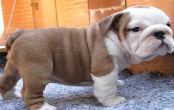 bulldog