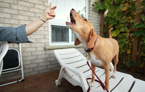 cane-brody