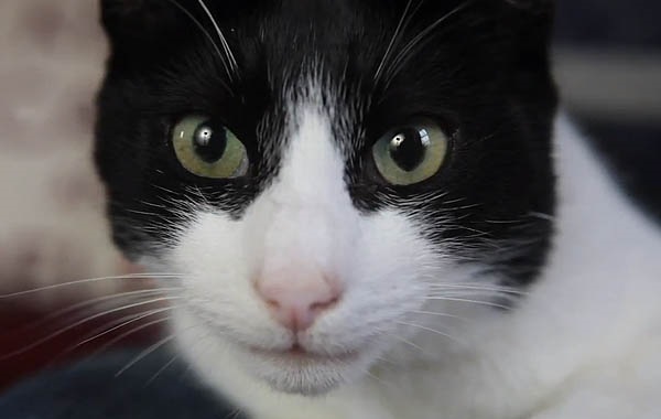 merlin
