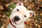 pitbull