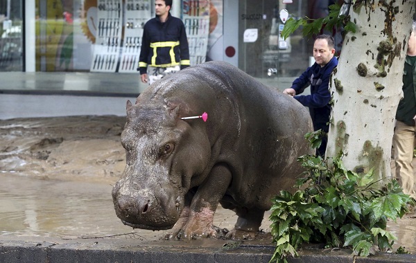animali-georgia