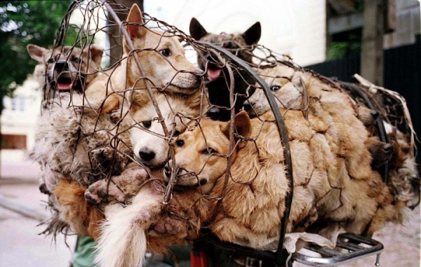 cani-festival