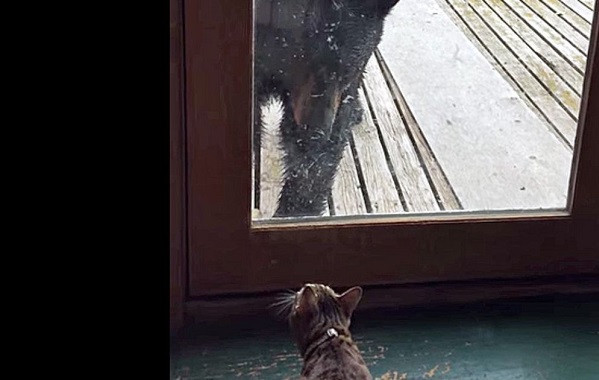 gatto-orso3
