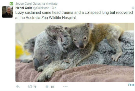 koala