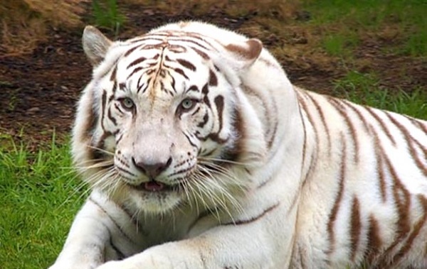 tigre
