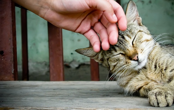 ACCAREZZARE-GATTO