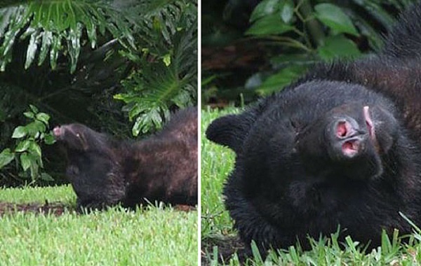 bear-seminole