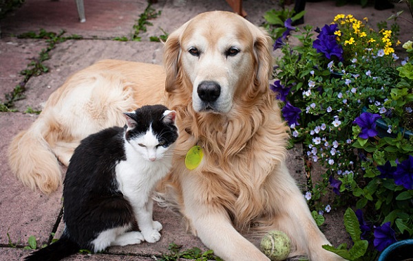 cani-gatti-spagna