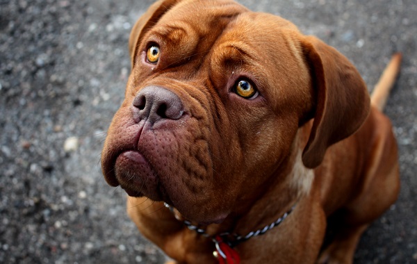 dogue
