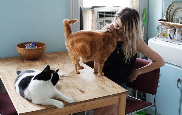 gatti-girls0