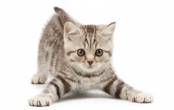 gatto-toilette
