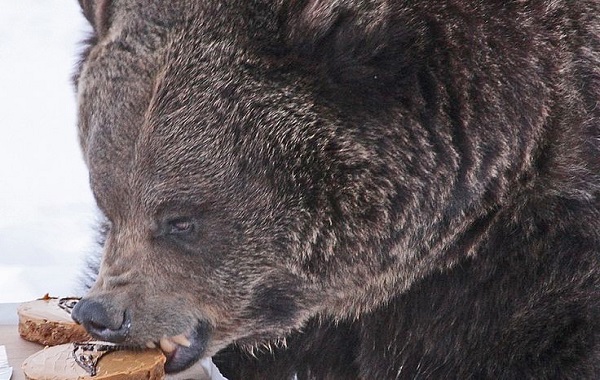 orso3