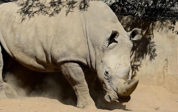 rino03