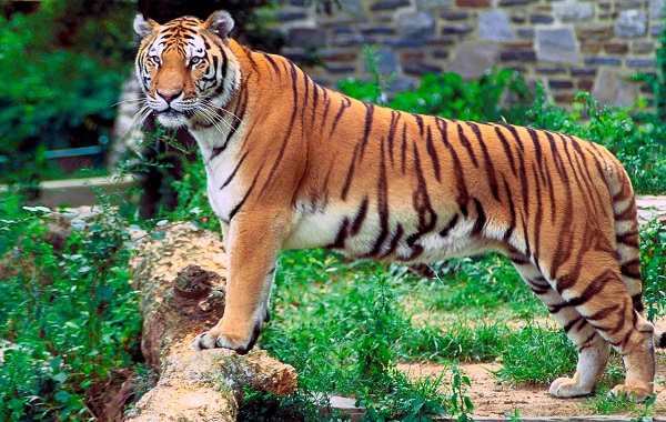 sundarbans