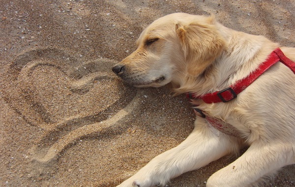 amore-cane