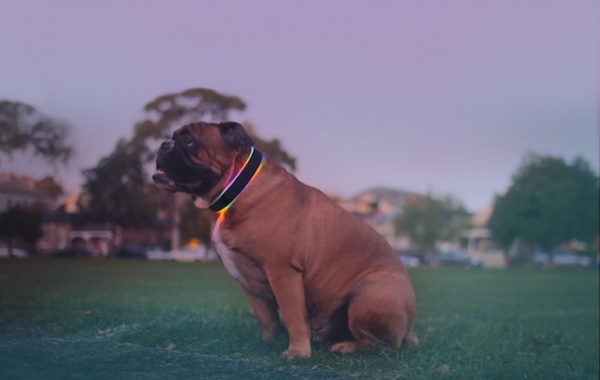 buddy