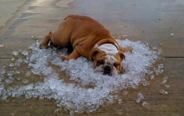 cane-caldo2