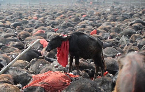 gadhimai