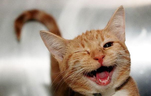 gatto-contento