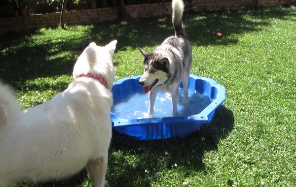 husky0