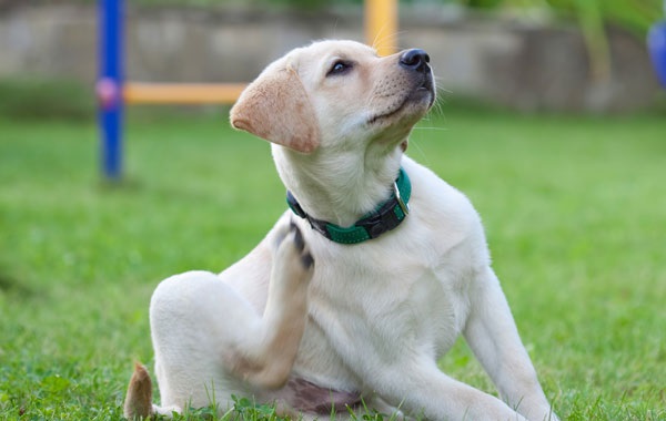 pruritocane