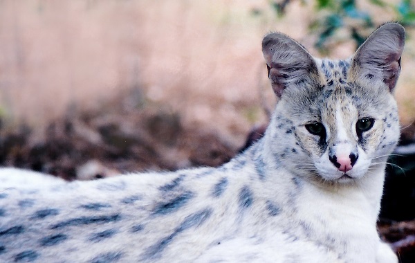 savannah