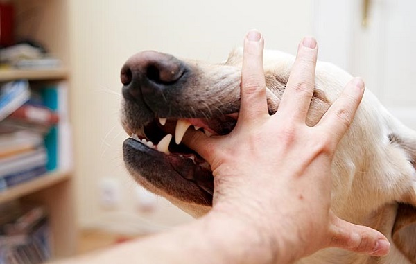 cane-aggressivo-padrone