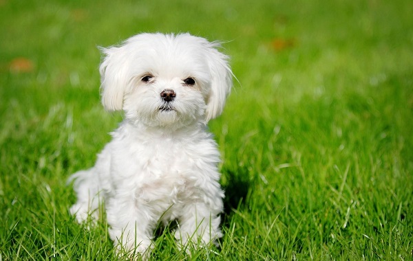 cane-maltese