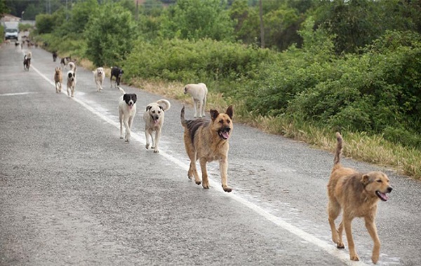 cani-randagi-1