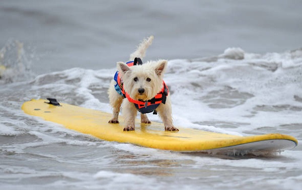 cani-surf