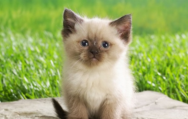 cucciolo-gatto3